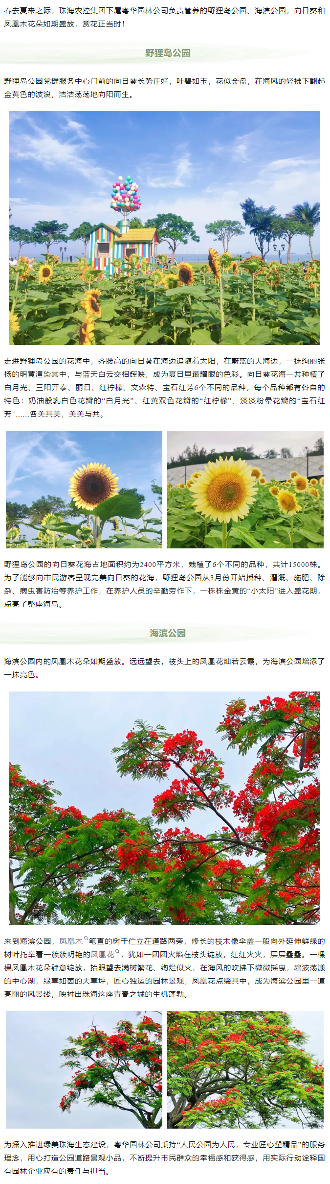 鳳凰花開 向陽而生  走！到市屬公園賞花去.png